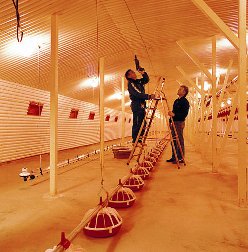 Montering av TRP 16 i hønseri copy.jpg